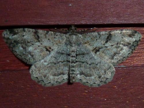 Peribatodes rhomboidaria